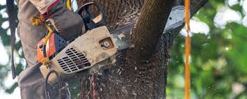 Tree and Shrub Care in Gladstone, OR
