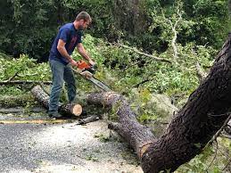 How Our Tree Care Process Works  in  Gladstone, OR