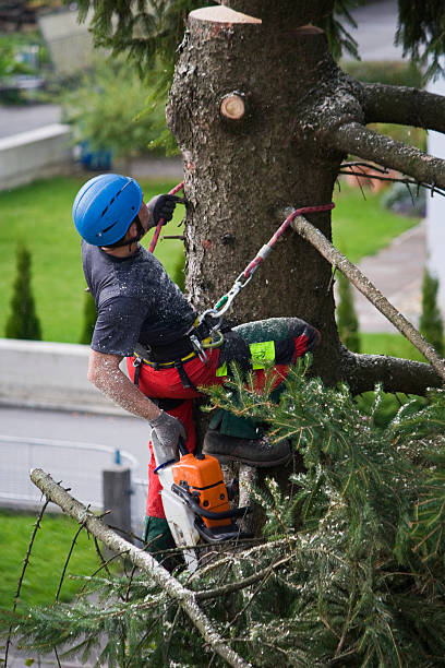 Trusted Gladstone, OR Tree Services Experts